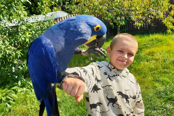 Zážitky s ochočenými papoušky